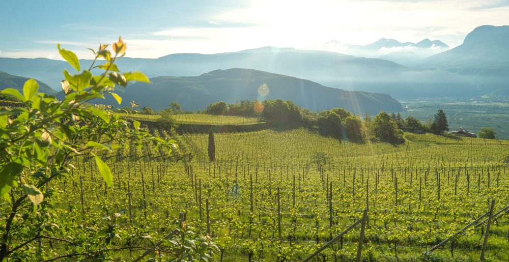 Tramin_vineyards11_WannabooHQ