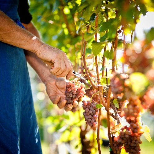 Tramin_vineyards33_FlorianAndergassenHQ